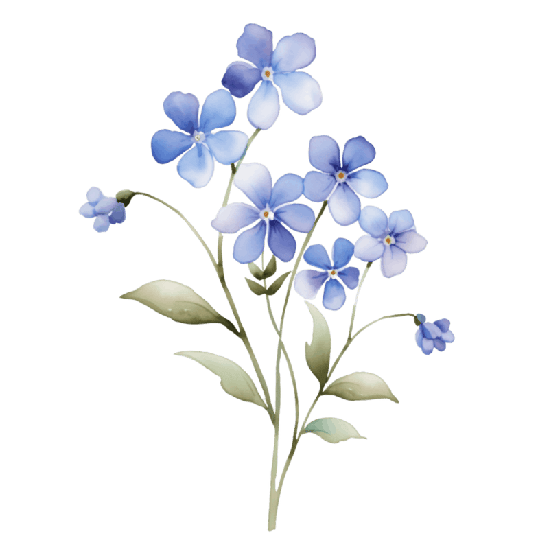 Forget Me Nots