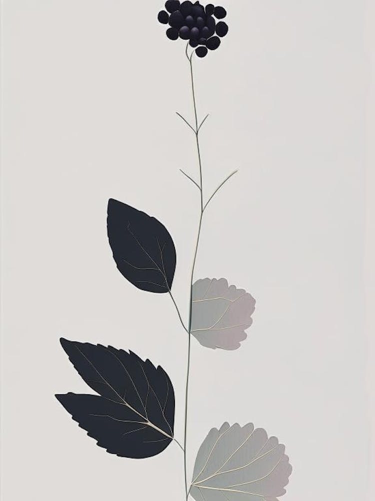 Blackberry Blossom Wildflower Simplicity