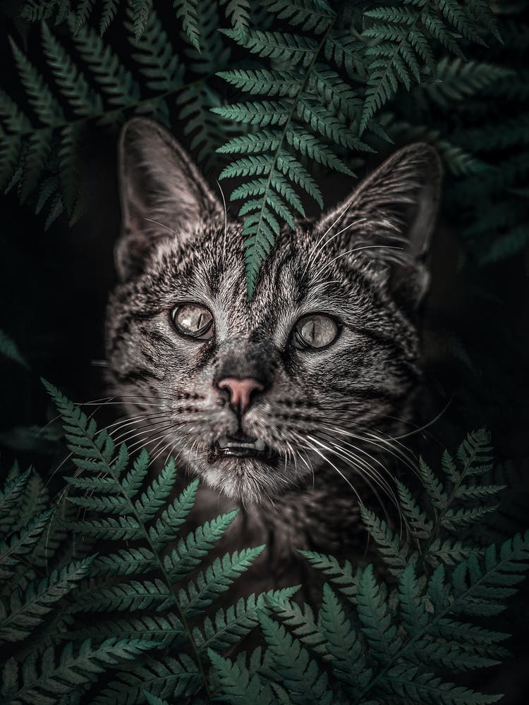Meow Cat in Ferns