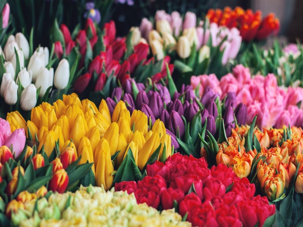 Tulipes de la Boutique de Fleurs