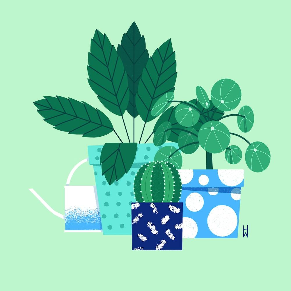 House Plants Square