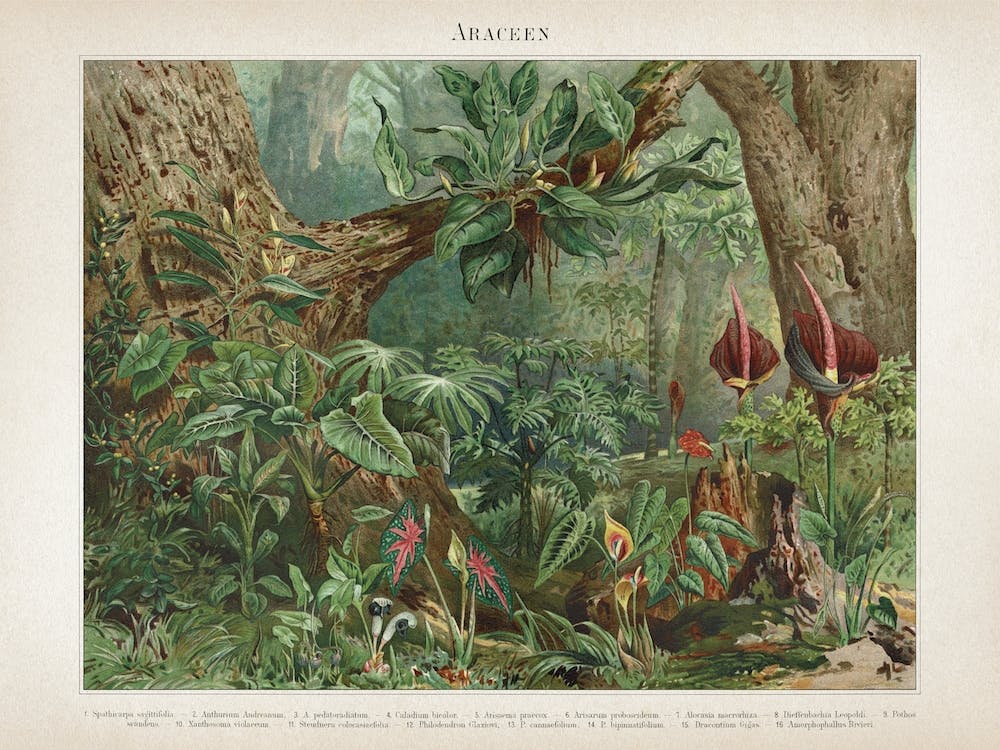 Vintage Meyers 5 Araceen