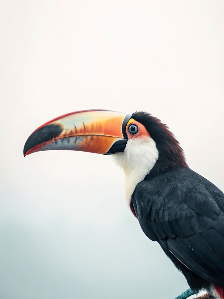 Tukan