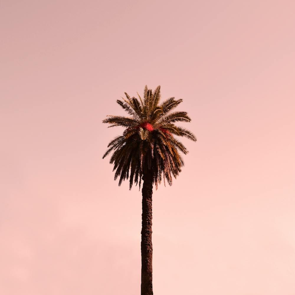 Minimal Palm Tree Square