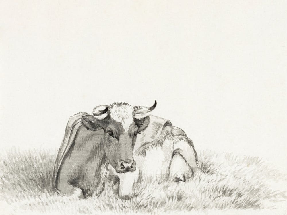 Lying Cow (1816), Jean Bernard