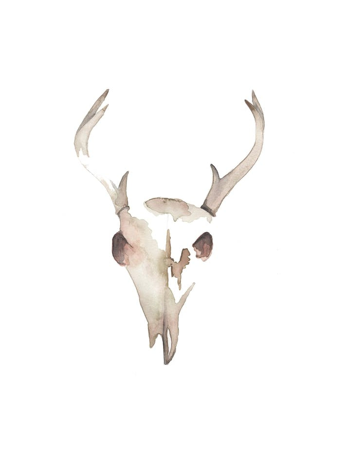 Deer Skull