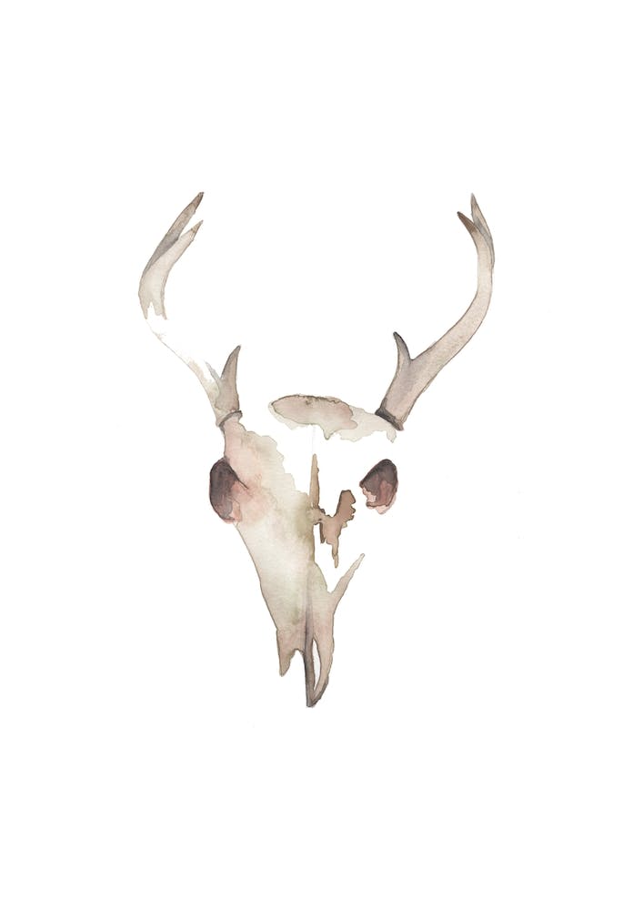 Deer Skull