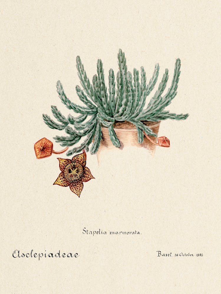 Starfish Cactus, Familie Der Cacteen 1