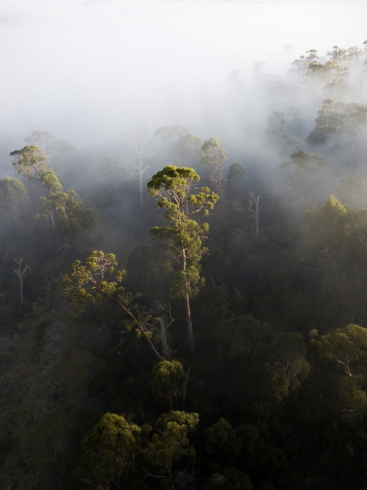 Foggy Forest
