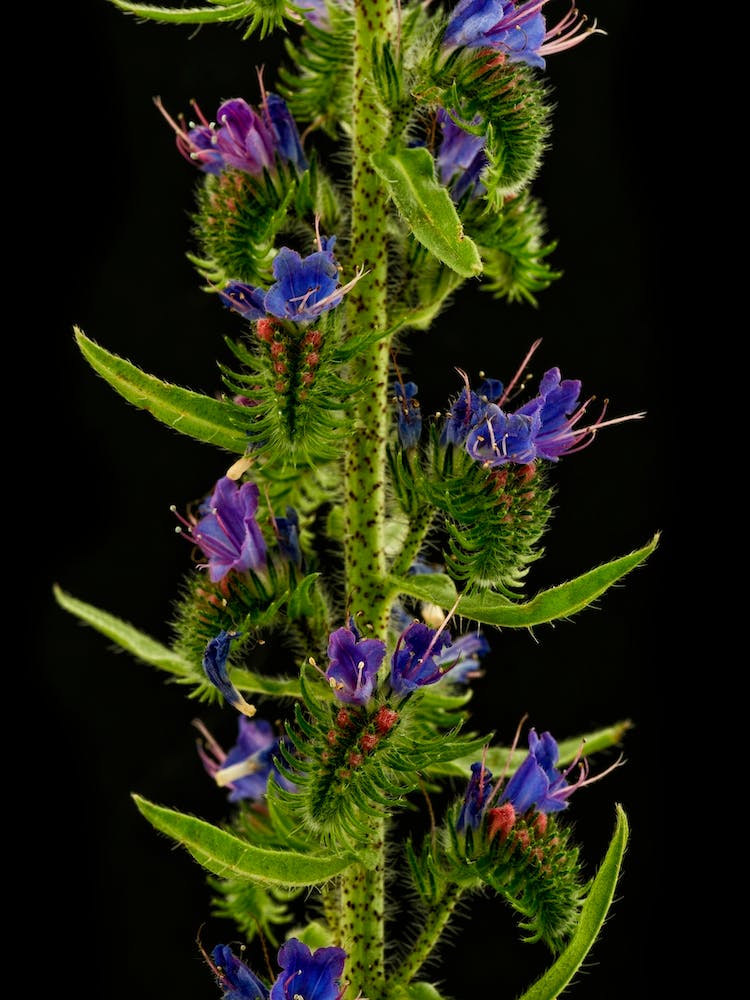 Echium Flower