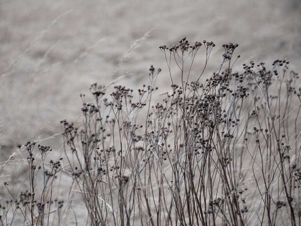 Flower Buds In The Beige Greige Golden Field 1