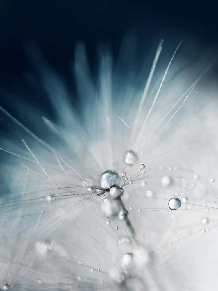 Dandelion - Evening Blue II