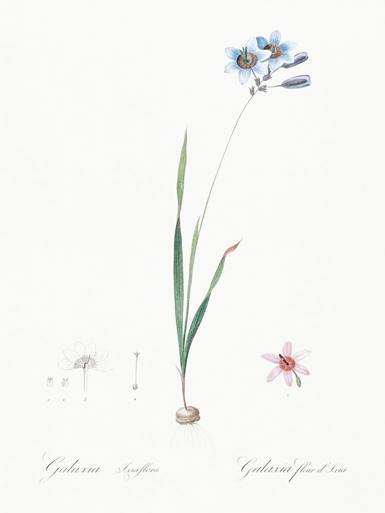Galaxia Ixiaeflora Illustration From Les Liliacées (1805), Pierre Joseph Redoute