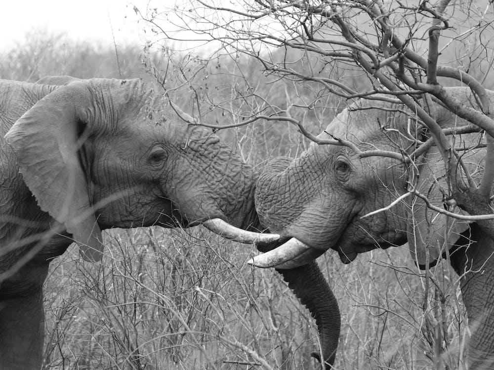 Playing Elephants