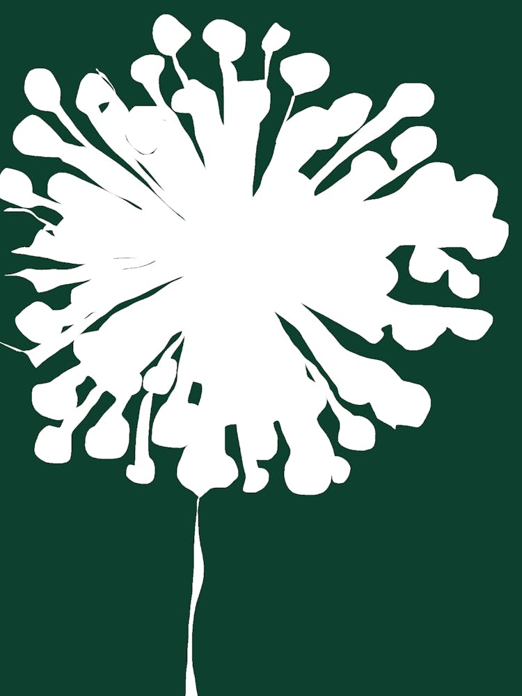 Dandelion boom