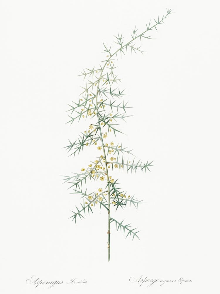 Asparagus Horridus Illustration From Les Liliacées (1805), Pierre Joseph Redoute