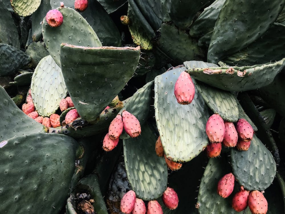 Cactus Fruit