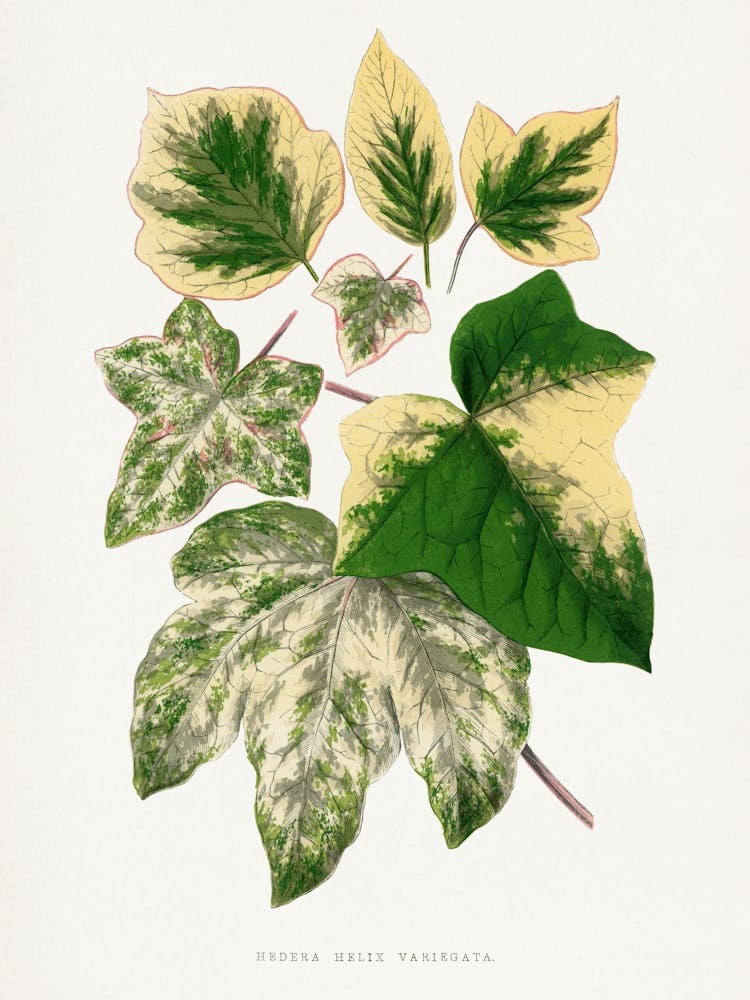 Vintage Botanical _2643236