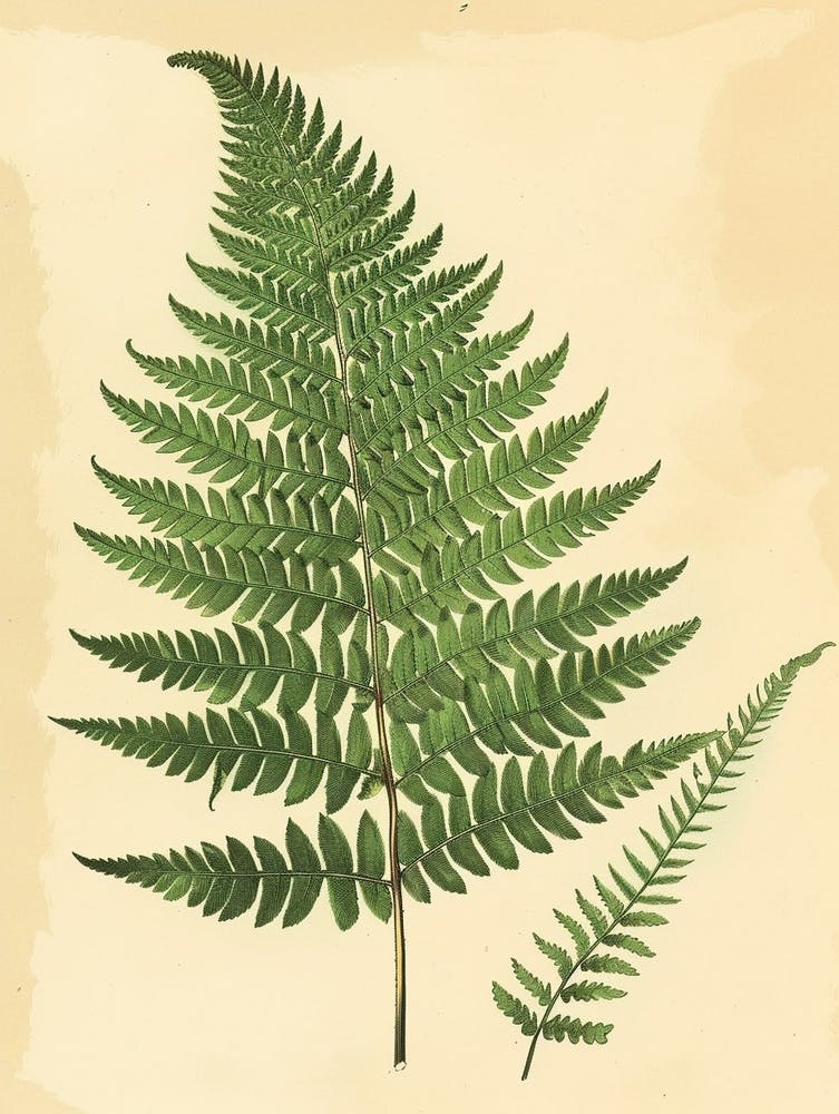 Vintage Illustration Pteris Fern 2