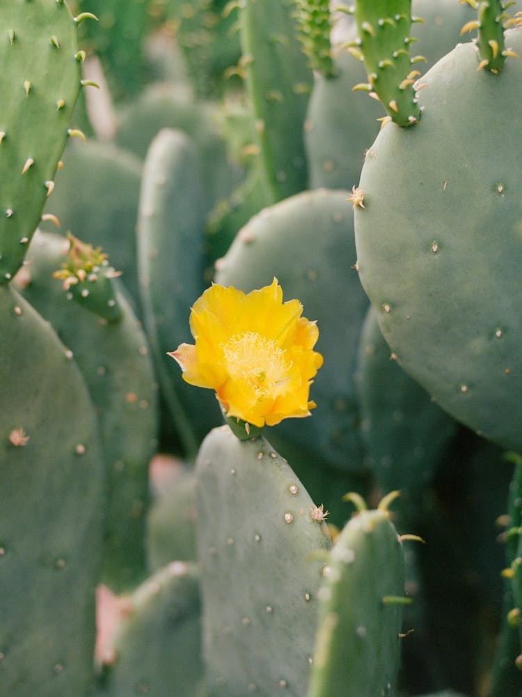New Mexico Cactus II on Film
