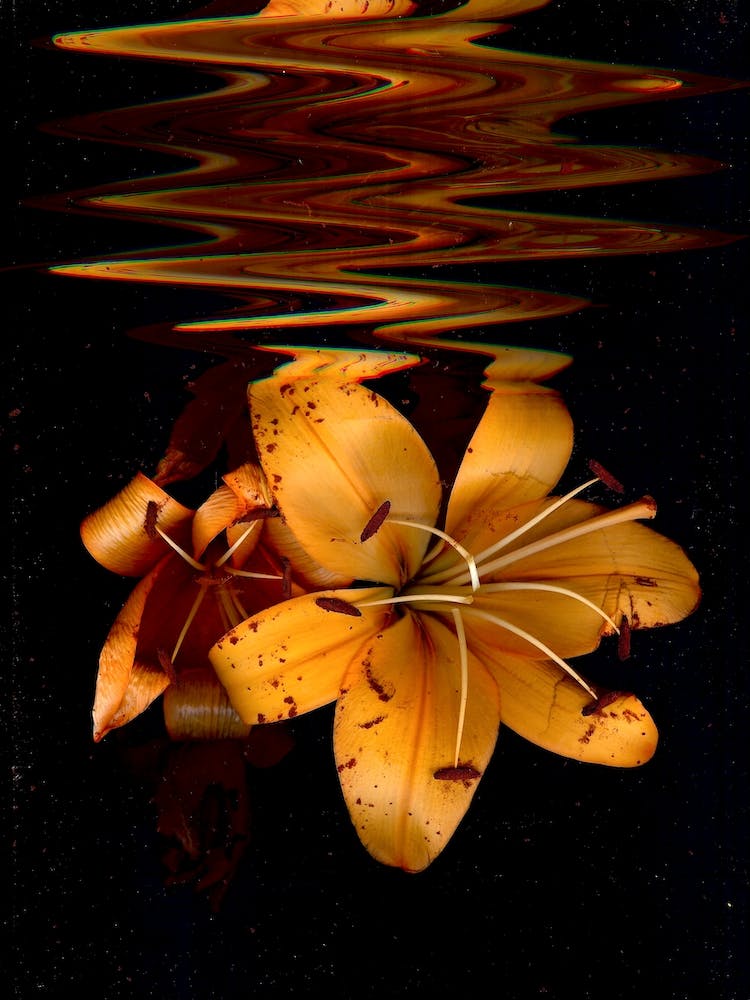 Flower IV