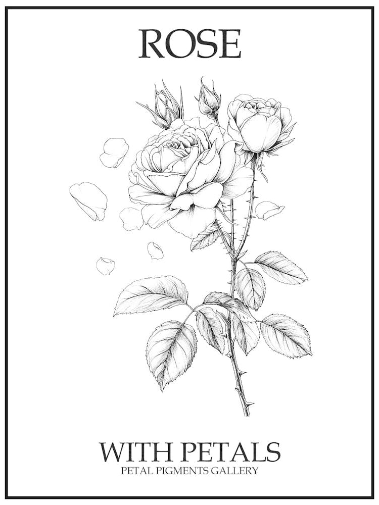 Rose With Petals Line Drawing 2 Poster