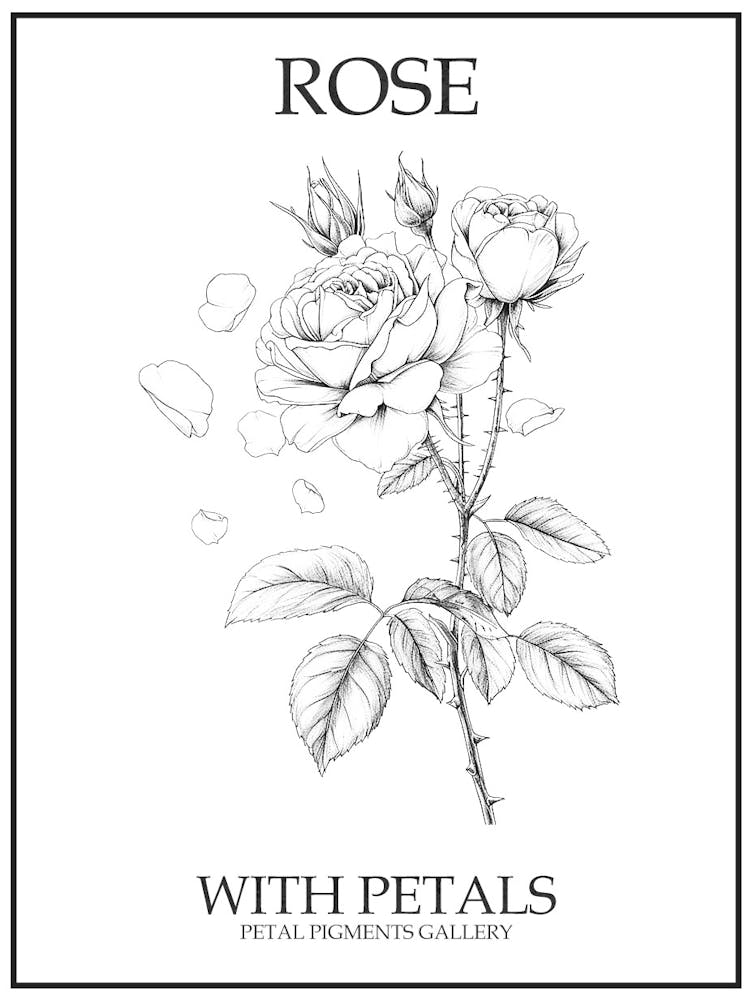 Rose With Petals Line Drawing 2 Poster