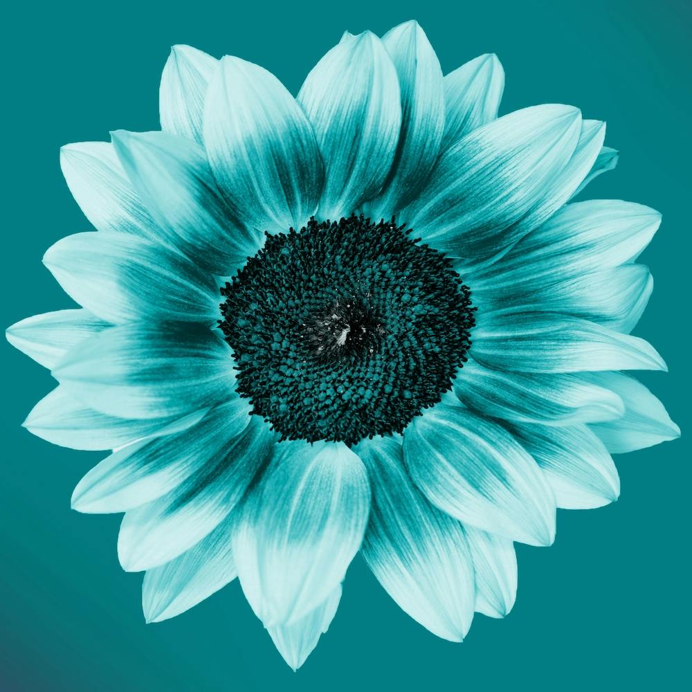 Teal Sunflower Square