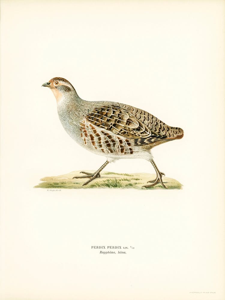 Grey Partridge, The Von Wright Brothers