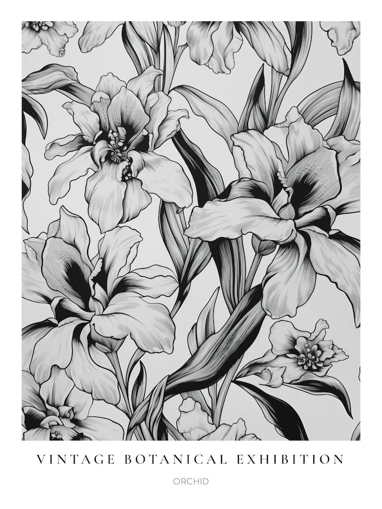 Orchid B&W Vintage Botanical Poster