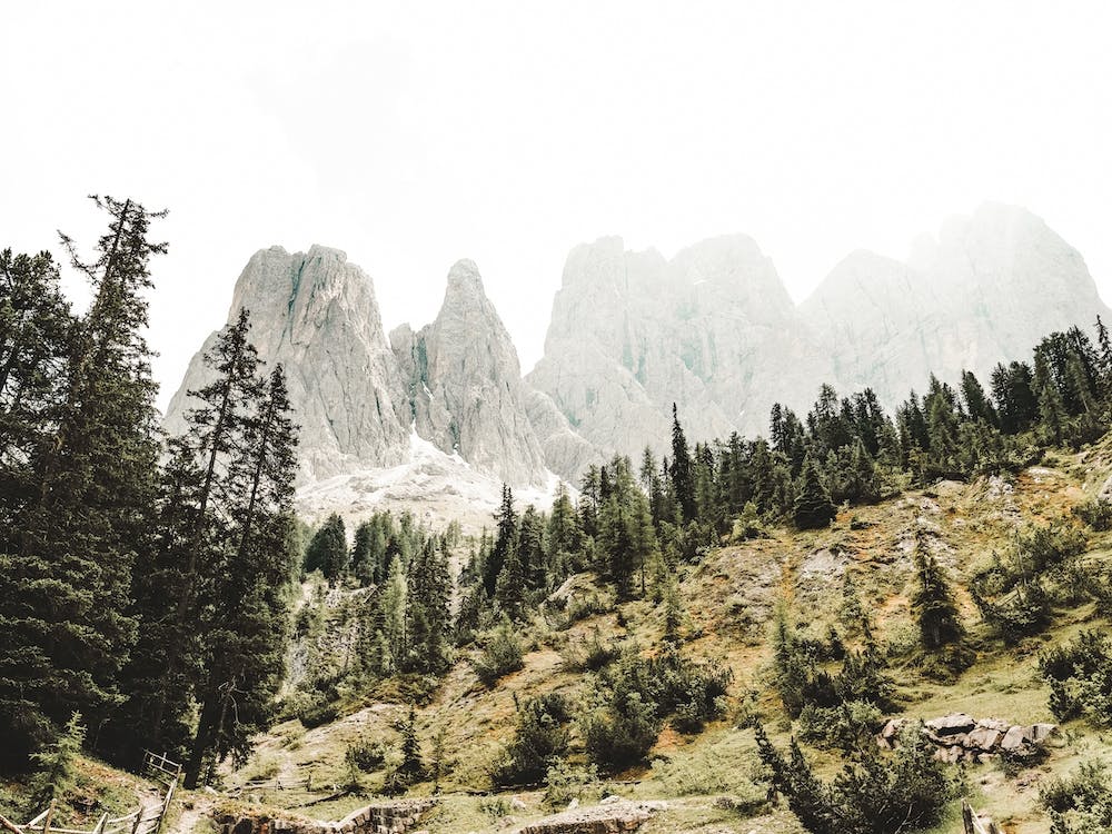 Rocky Mountain Forest