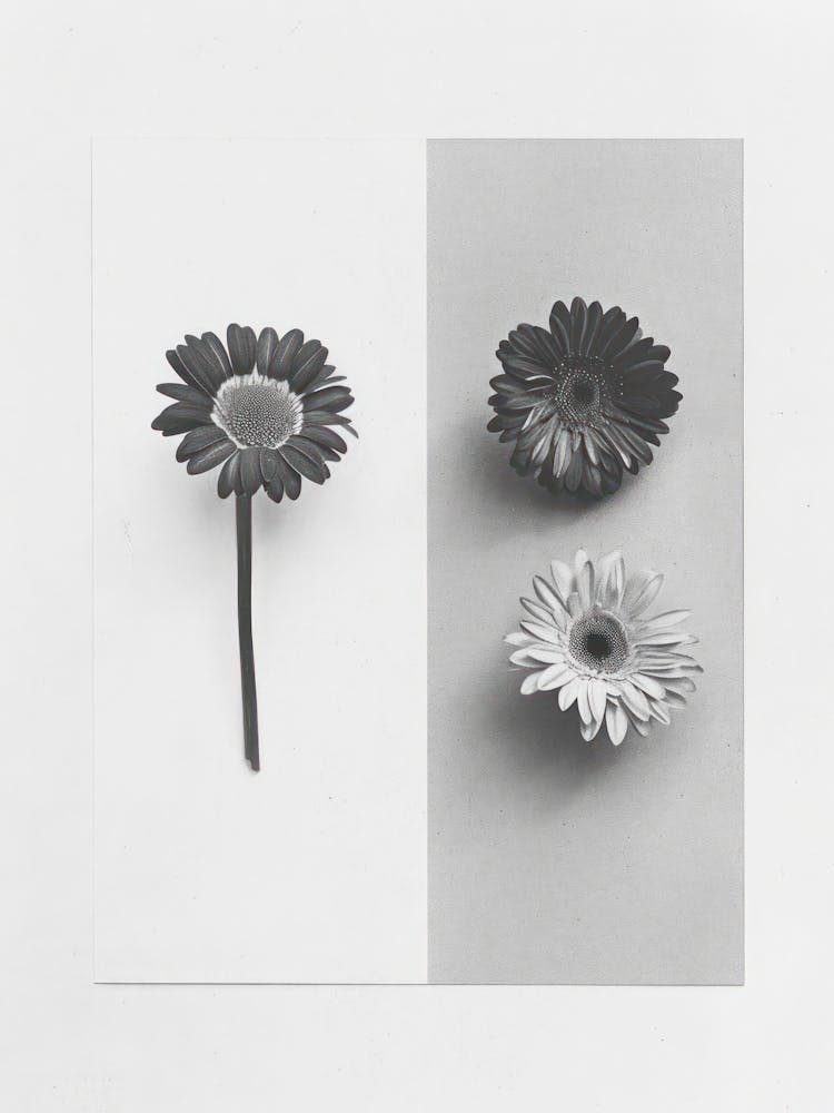 Gerbera Flower Photo Collage 1