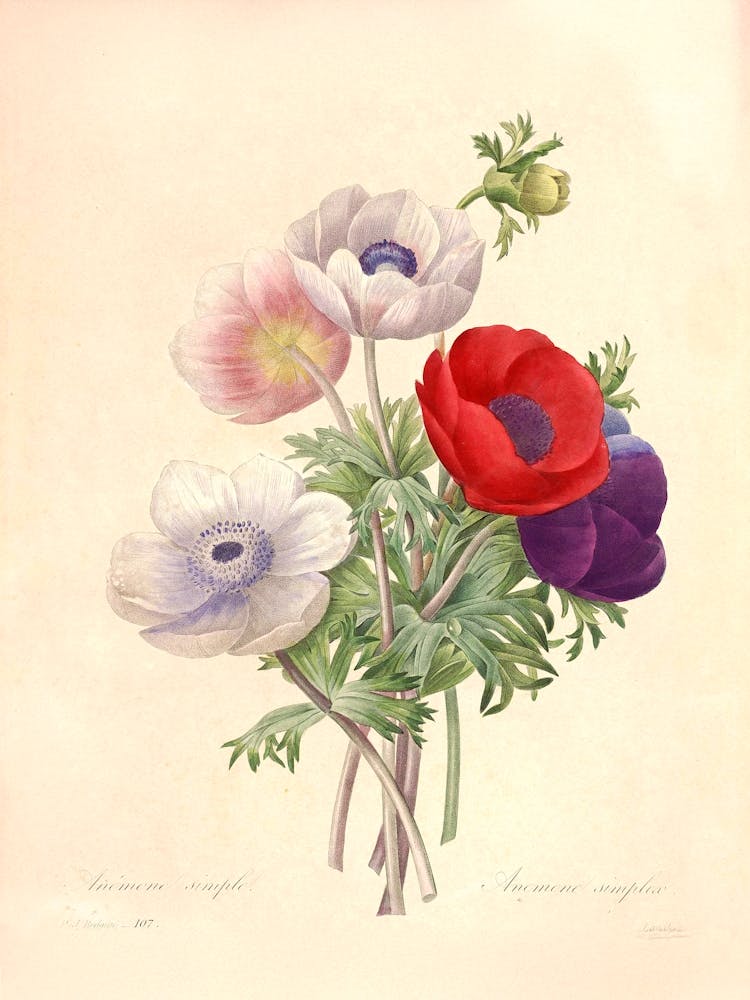 Vintage Anemone Flowers