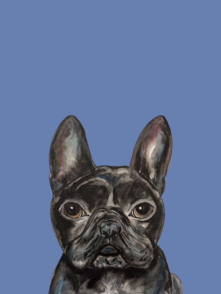 Blue Black French Bulldog Watercolour Illustration