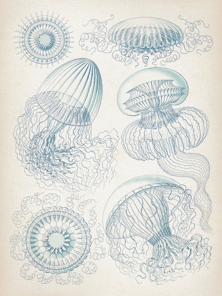 Vintage Haeckel 6 Tafel 36 Faltenquallen