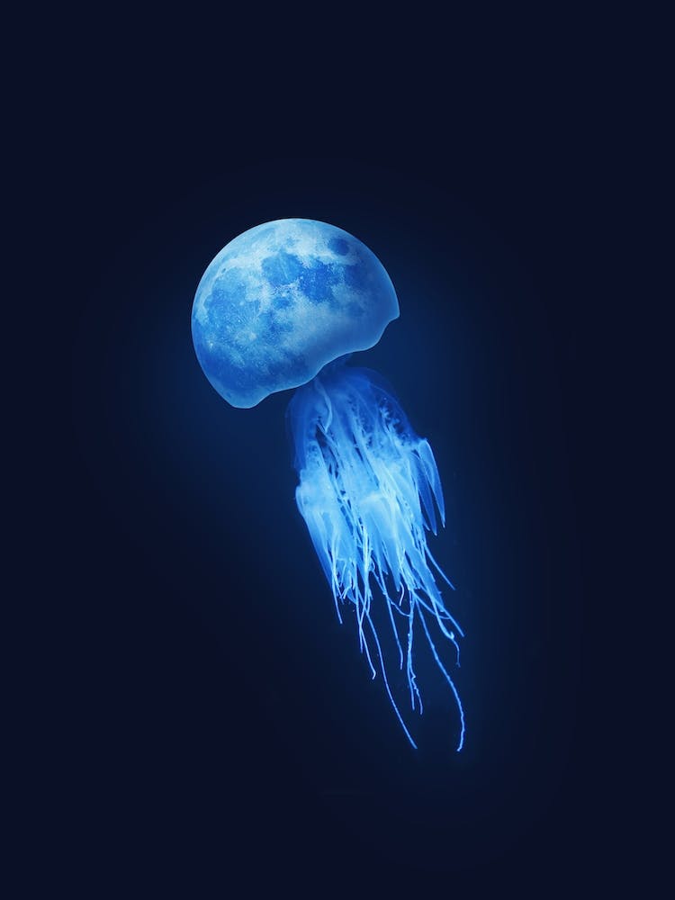 Jelly Moon