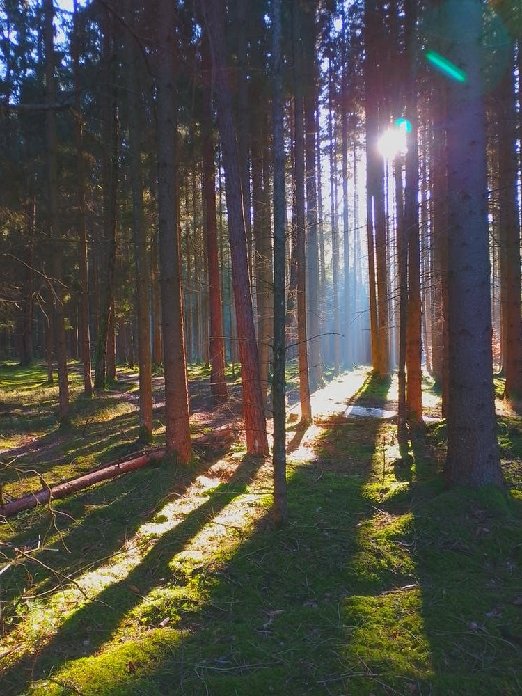Sunrise In The Forest light