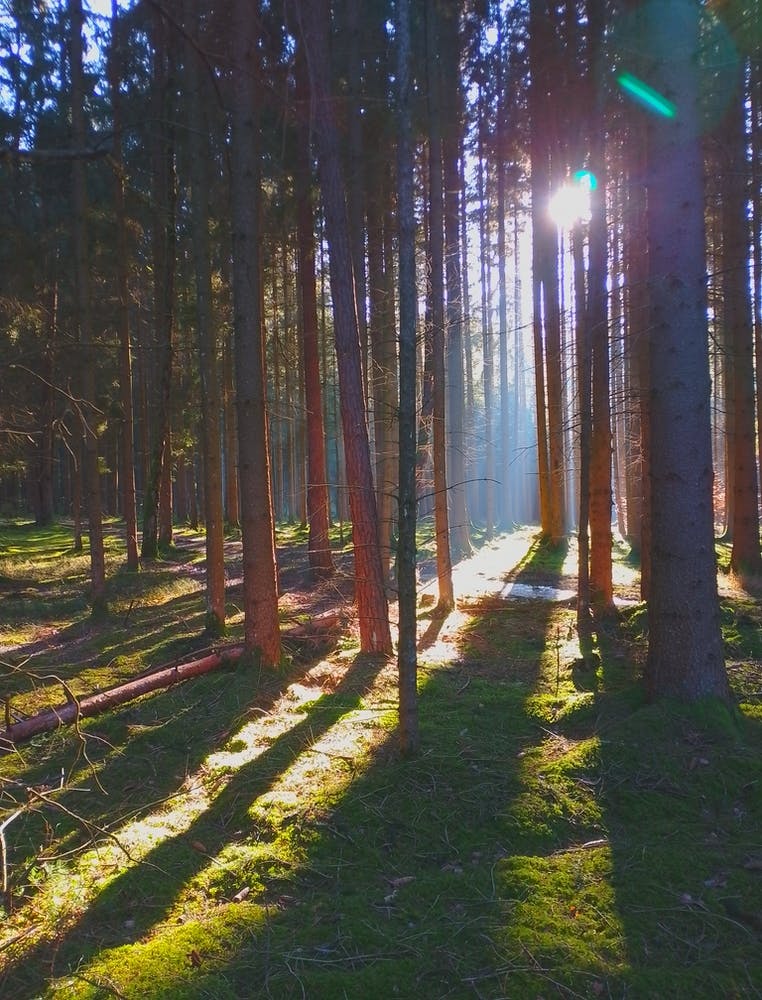 Sunrise In The Forest light