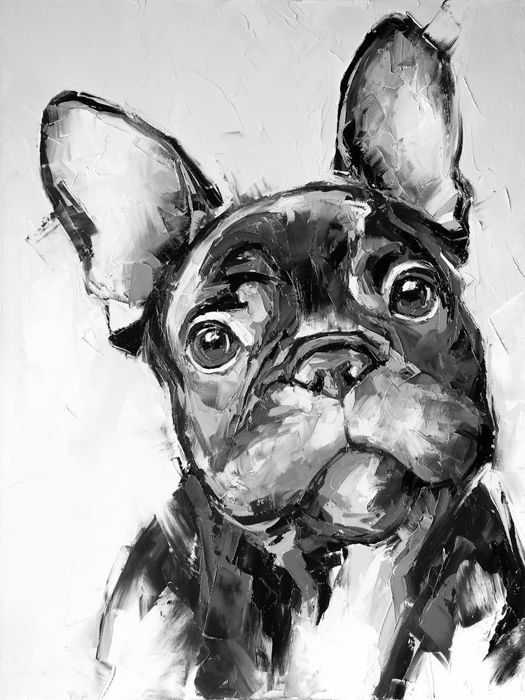 Französische Bulldogge