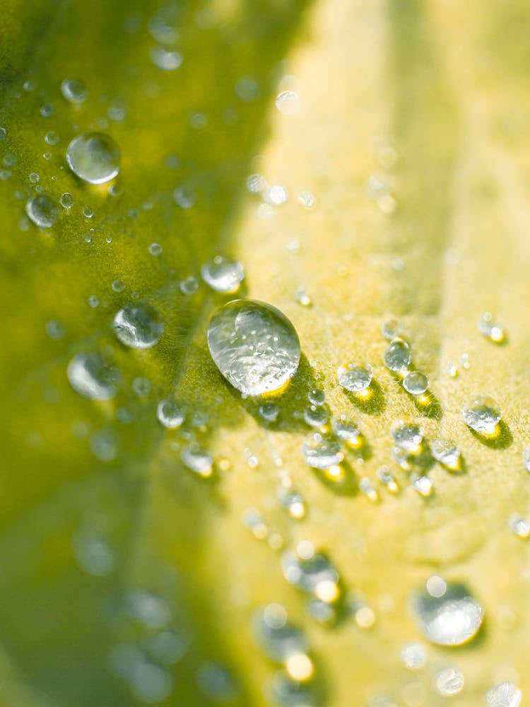 Water Droplets On A Leaf