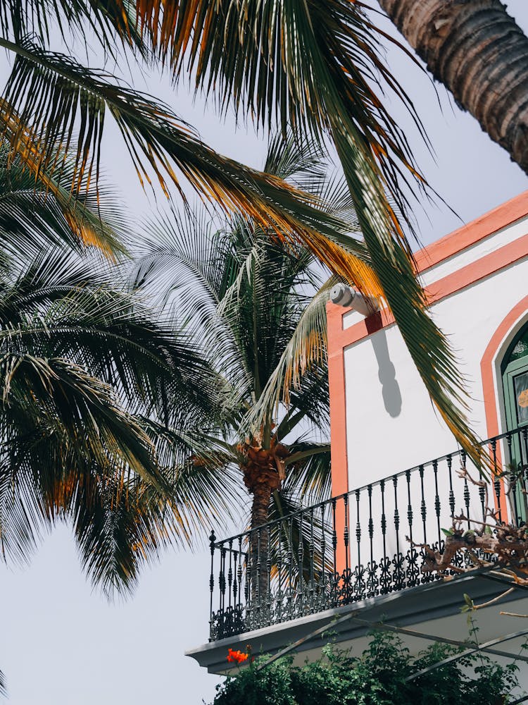Palm Trees In Front Of A House