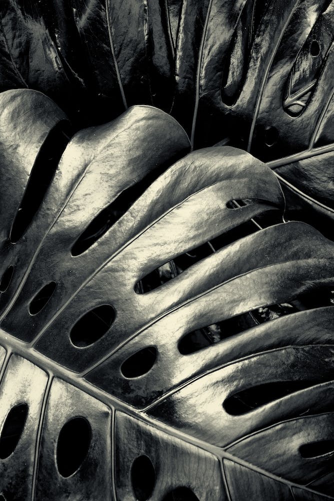Leather Leaves
