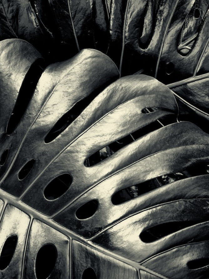 Leather Leaves