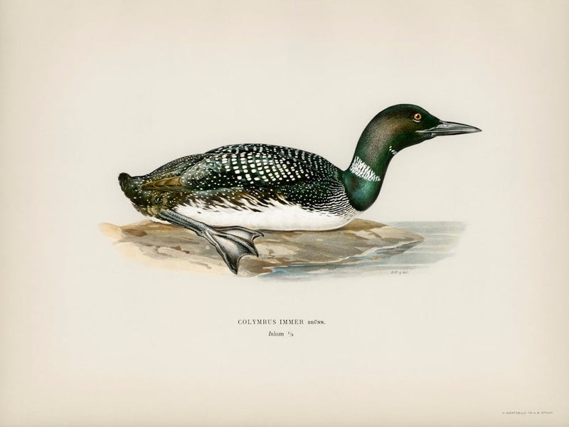 Common Loon (Colymbus Immer), The Von Wright Brothers