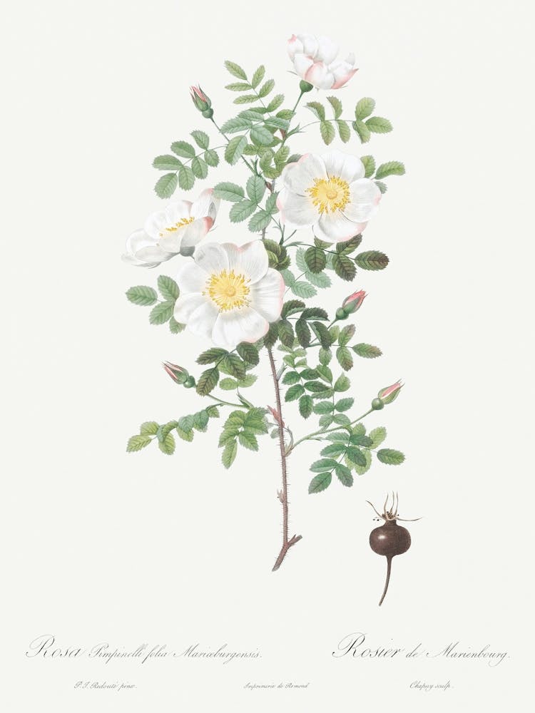 Burnet Rose, Pierre Joseph Redoute