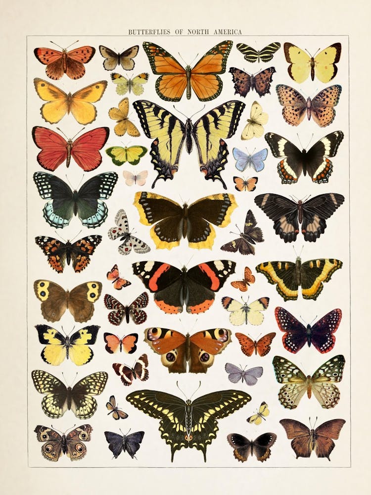Butterflies Vintage Illustration