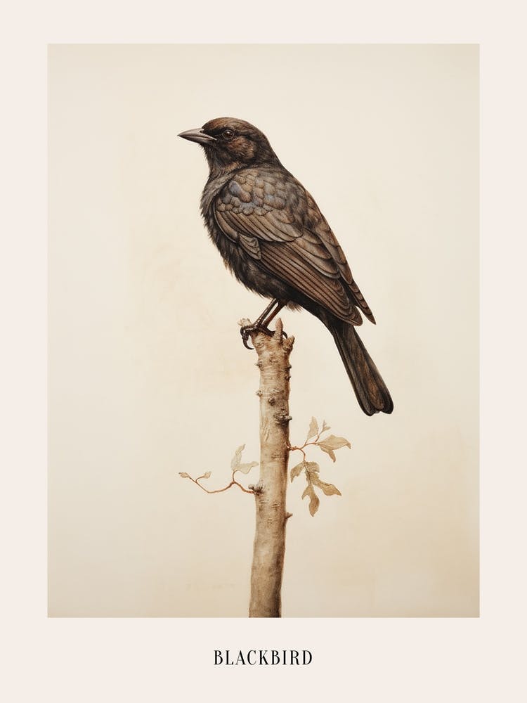 Vintage Bird Drawing Blackbird 1 Poster