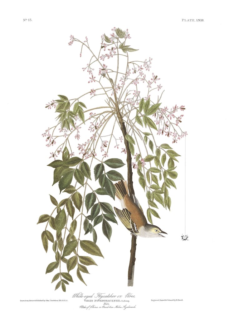 White Eyed Flycatcher