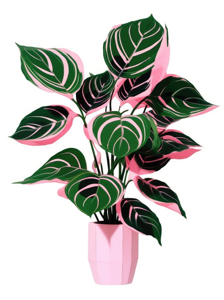 Pink Plant