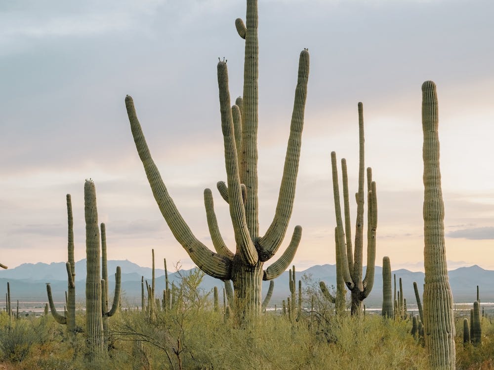 Cactus Filled Desert